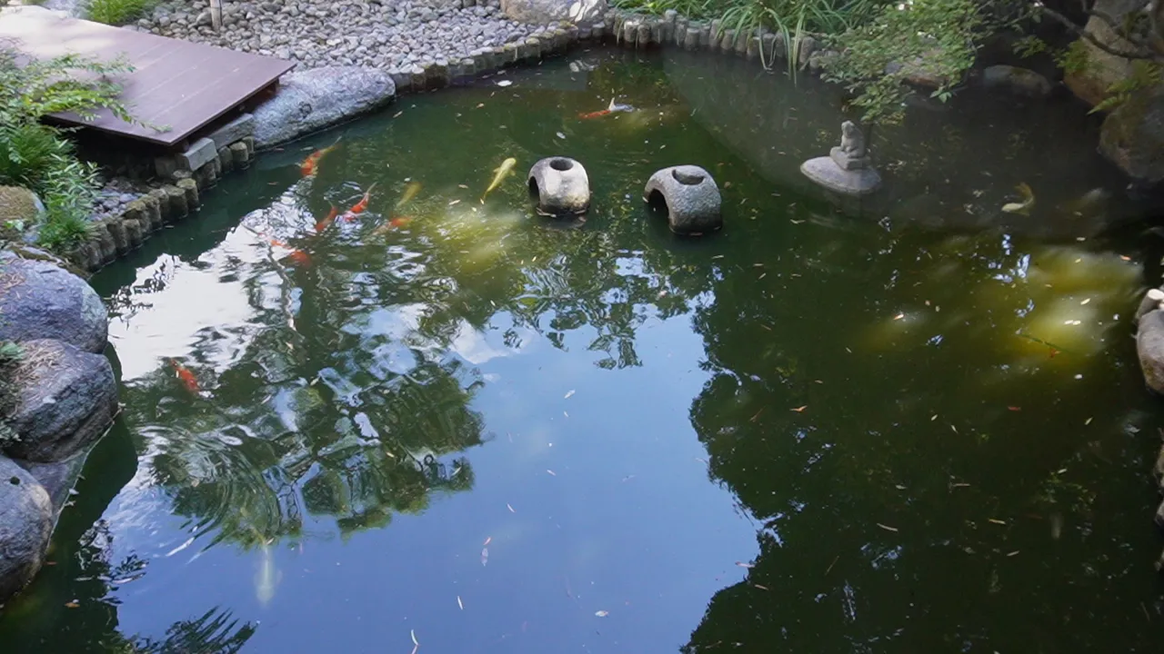 錦鯉が泳ぐ池と、水面に映る木々
